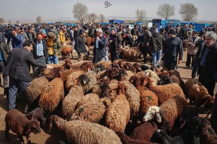 رکود در بازار خرید و فروش دام زنده