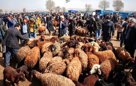 رکود در بازار خرید و فروش دام زنده