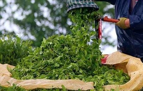 واردات چای فقط با شناسه کالا