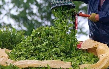 واردات چای فقط با شناسه کالا