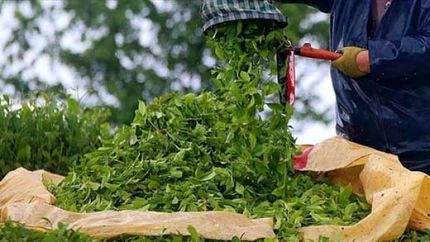 واردات چای فقط با شناسه کالا