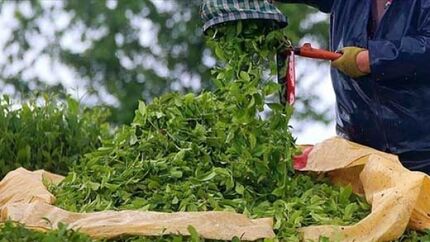 واردات چای فقط با شناسه کالا