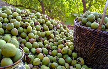 جشنواره ملی گردو، مهرماه در بانه برگزار می‌شود