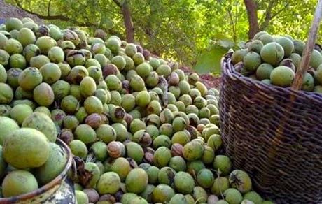 جشنواره ملی گردو، مهرماه در بانه برگزار می‌شود