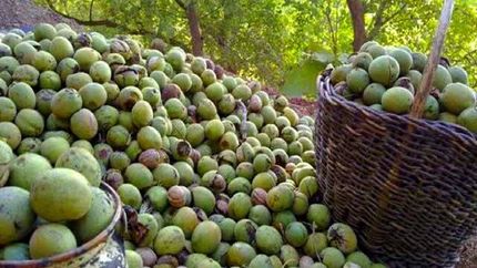 جشنواره ملی گردو، مهرماه در بانه برگزار می‌شود