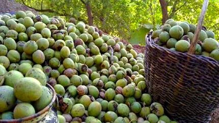 جشنواره ملی گردو، مهرماه در بانه برگزار می‌شود