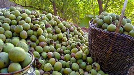 جشنواره ملی گردو، مهرماه در بانه برگزار می‌شود