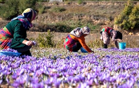 آغاز برداشت نوبرانه زعفران در روستای کوهستانی «وامنان» شهرستان آزادشهر