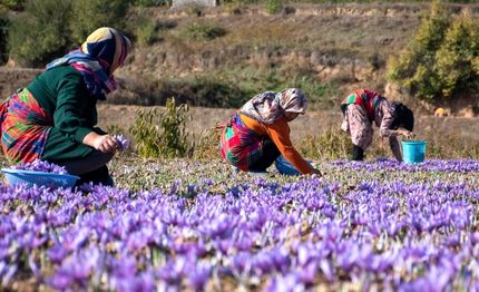 آغاز برداشت نوبرانه زعفران در روستای کوهستانی «وامنان» شهرستان آزادشهر