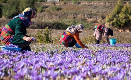 آغاز برداشت نوبرانه زعفران در روستای کوهستانی «وامنان» شهرستان آزادشهر