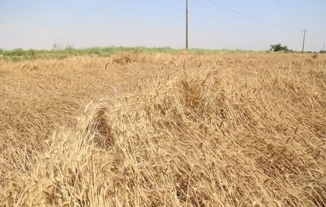 ۲۵ هزار تن گندم در خرمشهر برداشت شد