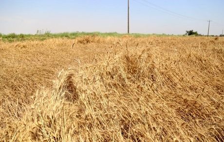 ۲۵ هزار تن گندم در خرمشهر برداشت شد