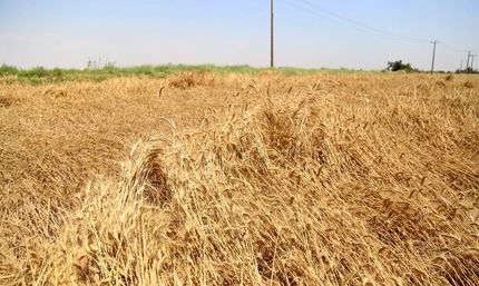 ۲۵ هزار تن گندم در خرمشهر برداشت شد