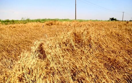 ۲۵ هزار تن گندم در خرمشهر برداشت شد