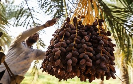 برداشت ۶۰ هزار تن محصول از نخلستان‌های استان بوشهر