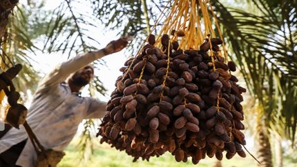 برداشت ۶۰ هزار تن محصول از نخلستانهای استان بوشهر