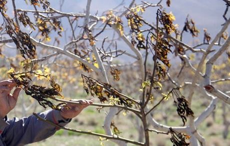 هشدار سرمازدگی محصولات کشاورزی در استان مرکزی