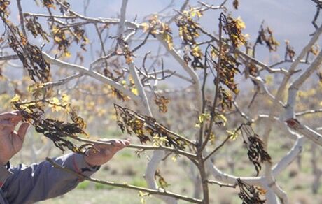هشدار سرمازدگی محصولات کشاورزی در استان مرکزی
