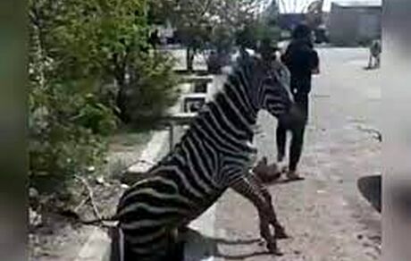 گمرک با مقصران حادثه مرگ گورخر برخورد می‌کند / گورخرها فاقد ثبت سفارش بودند، اما سالم ترخیص شدند