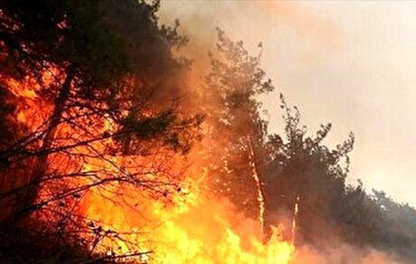گسترده‌ترین عملیات مهار آتش سوزی جنگلی چالوس با ۶ بالگرد و هواپیمای ایلوشن