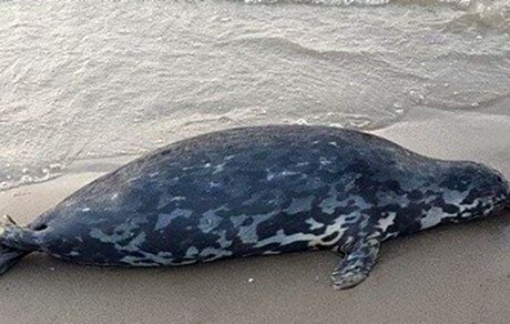 تلفات غیر عادی فوک‌ها در سواحل مازندران