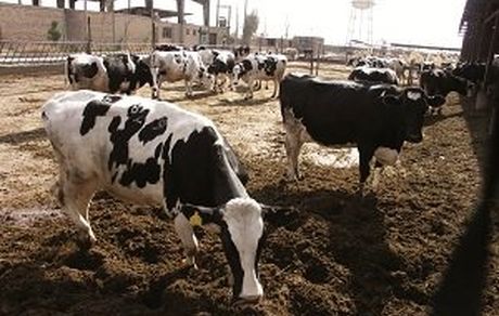 رئیس هیات مدیره انجمن صنفی گاوداران بر تسریع در تامین نقدینگی تولیدکنندگان تاکید کرد