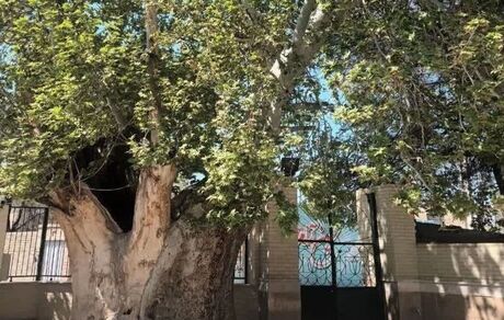ثبت ملی چنار کهنسال روستای قاسم‌آباد با قدمتی حدود ۵۰۰ سال
