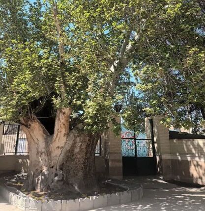 ثبت ملی چنار کهنسال روستای قاسم‌آباد با قدمتی حدود ۵۰۰ سال