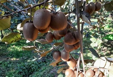 محدودیت صادرات کیوی برداشته شد