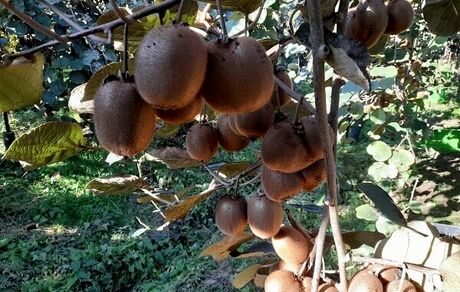 محدودیت صادرات کیوی برداشته شد