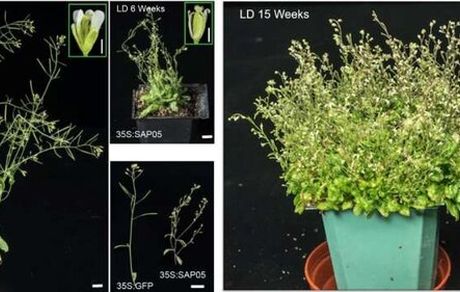 باکتری‌ای که گیاهان را تبدیل به "زامبی" می‌کند!