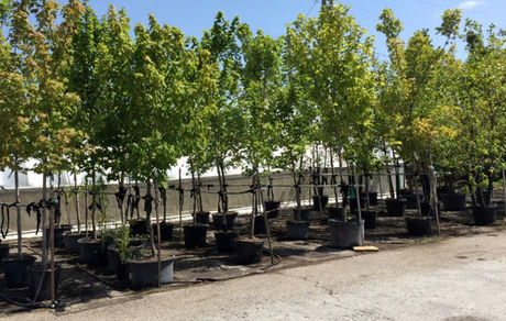 صدور ۱۵۰ هزار اصله نهال میوه از آذربایجان غربی به خارج از کشور