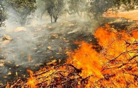 آتش‌سوزی وسیع در جنگل‌های منطقه حفاظت شده خائیز 