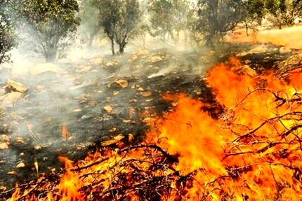 آتش‌سوزی وسیع در جنگل‌های منطقه حفاظت شده خائیز 