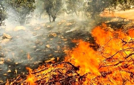 آتش‌سوزی وسیع در جنگل‌های منطقه حفاظت شده خائیز 