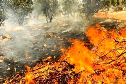 آتش‌سوزی وسیع در جنگل‌های منطقه حفاظت شده خائیز 