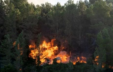 ۱۰۰۰ مترمربع از جنگل‌های آمل سوخت