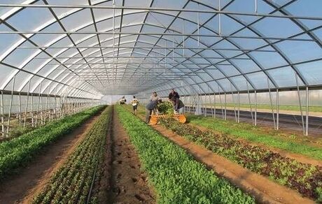 افزایش ۱۰ میلیون تن محصولات گلخانه‌ای در برنامه هفتم توسعه