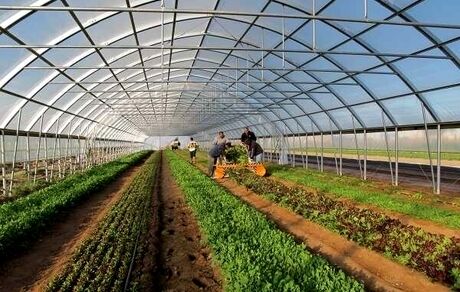افزایش ۱۰ میلیون تن محصولات گلخانه‌ای در برنامه هفتم توسعه