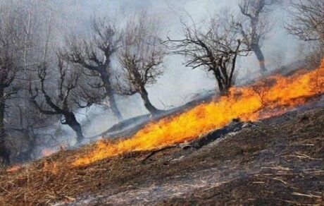 آتش‌سوزی این بار در جنگل‌های نور