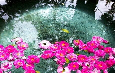 ارسال پرونده «گلاب‌گیری» با محوریت شهرستان کاشان به یونسکو برای ثبت جهانی