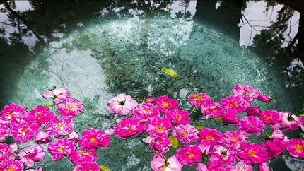 ارسال پرونده «گلاب‌گیری» با محوریت شهرستان کاشان به یونسکو برای ثبت جهانی