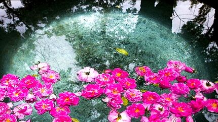 ارسال پرونده «گلاب‌گیری» با محوریت شهرستان کاشان به یونسکو برای ثبت جهانی