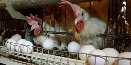  کشتار گسترده مرغ‌ها؛ دلیل افزایش قیمت تخم مرغ/ فعال بخش خصوصی: وزیر کشاورزی به هشدارها بی‌توجهی کرد