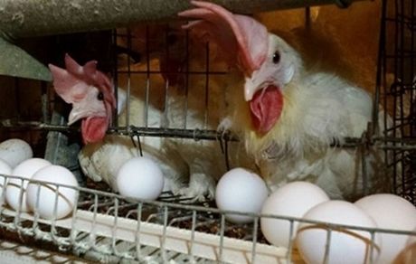  کشتار گسترده مرغ‌ها؛ دلیل افزایش قیمت تخم مرغ/ فعال بخش خصوصی: وزیر کشاورزی به هشدارها بی‌توجهی کرد