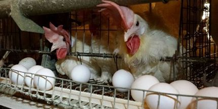  کشتار گسترده مرغ‌ها؛ دلیل افزایش قیمت تخم مرغ/ فعال بخش خصوصی: وزیر کشاورزی به هشدارها بی‌توجهی کرد