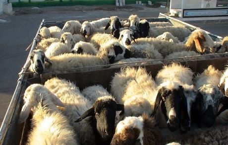 کشف بیش از ۱۴ هزار راس دام قاچاق/ صادرات باید هر طور شده آزاد شود