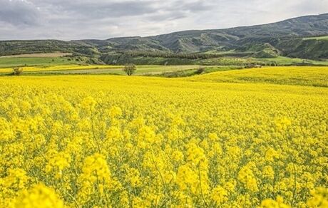 پیش‌بینی تولید ۲۵۰ هزار تن کلزا در سال جاری