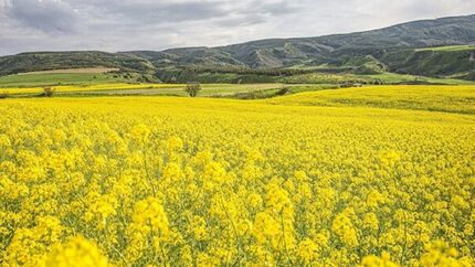 پیش‌بینی تولید ۲۵۰ هزار تن کلزا در سال جاری