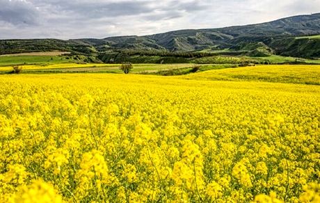 پیش‌بینی تولید ۲۵۰ هزار تن کلزا در سال جاری